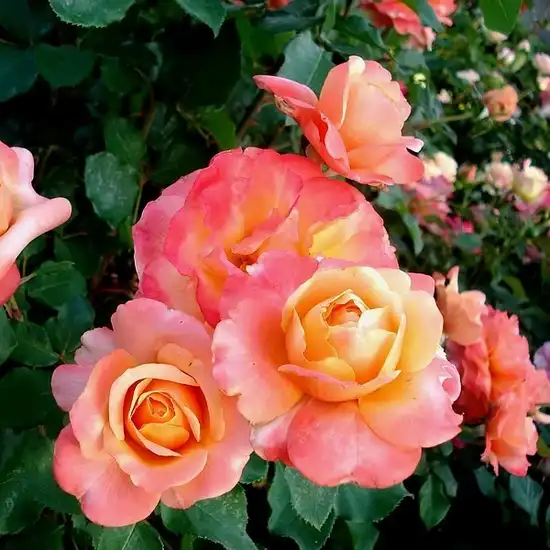 Trandafir cu parfum discret - Trandafiri - Frénésie™ - 